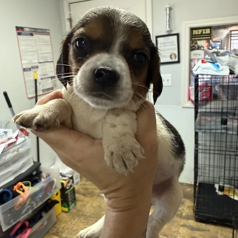 A baby medium-sized male Tricolor (Brown, Black, & White) Mixed Breed dog named Krispy Kreme for adoption in Columbia, SC