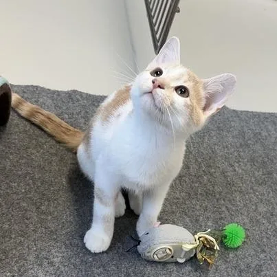 A baby small-sized male Domestic Short Hair cat named King for adoption in Driggs, ID