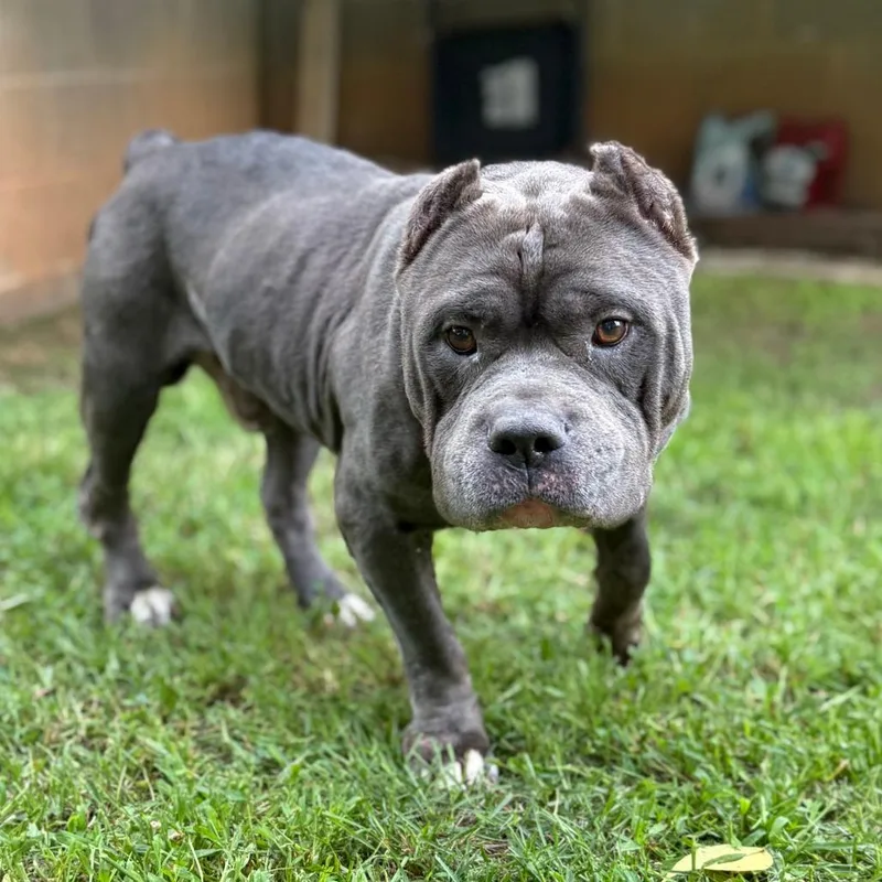 Bosco
