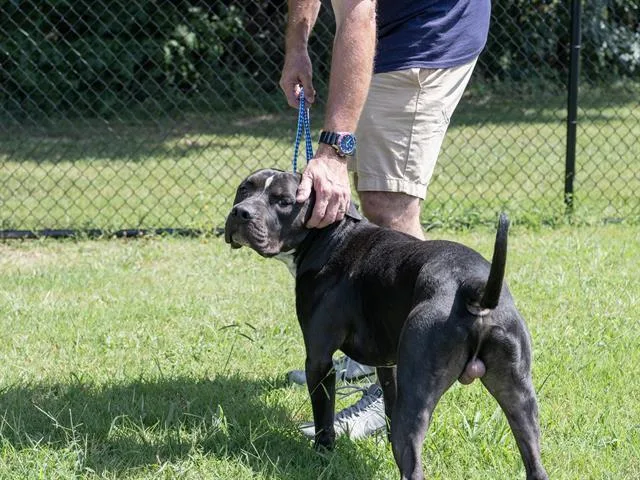 A young medium-sized male Mixed Breed dog named Maverick for adoption in Haw River, NC