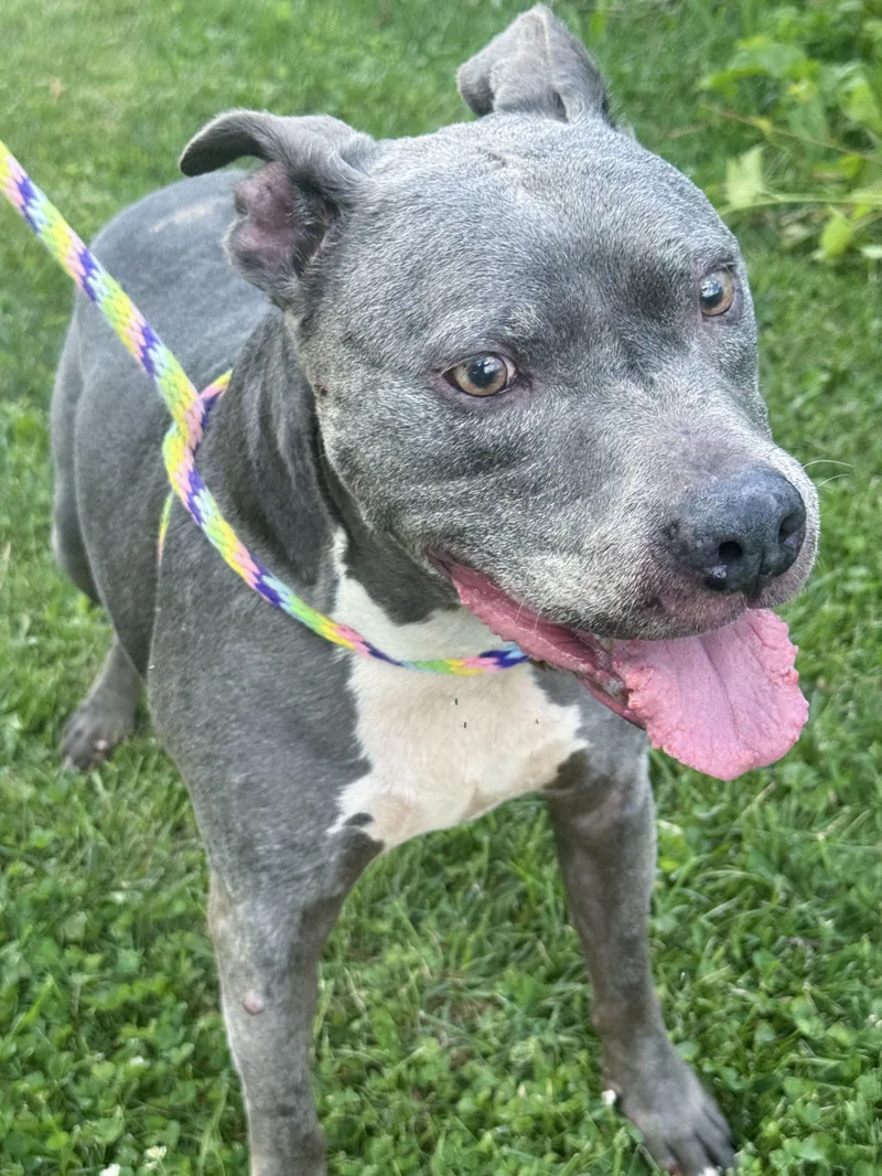 A senior large-sized male Gray / Blue / Silver Pit Bull Terrier dog named Busa for adoption in Anderson, IN