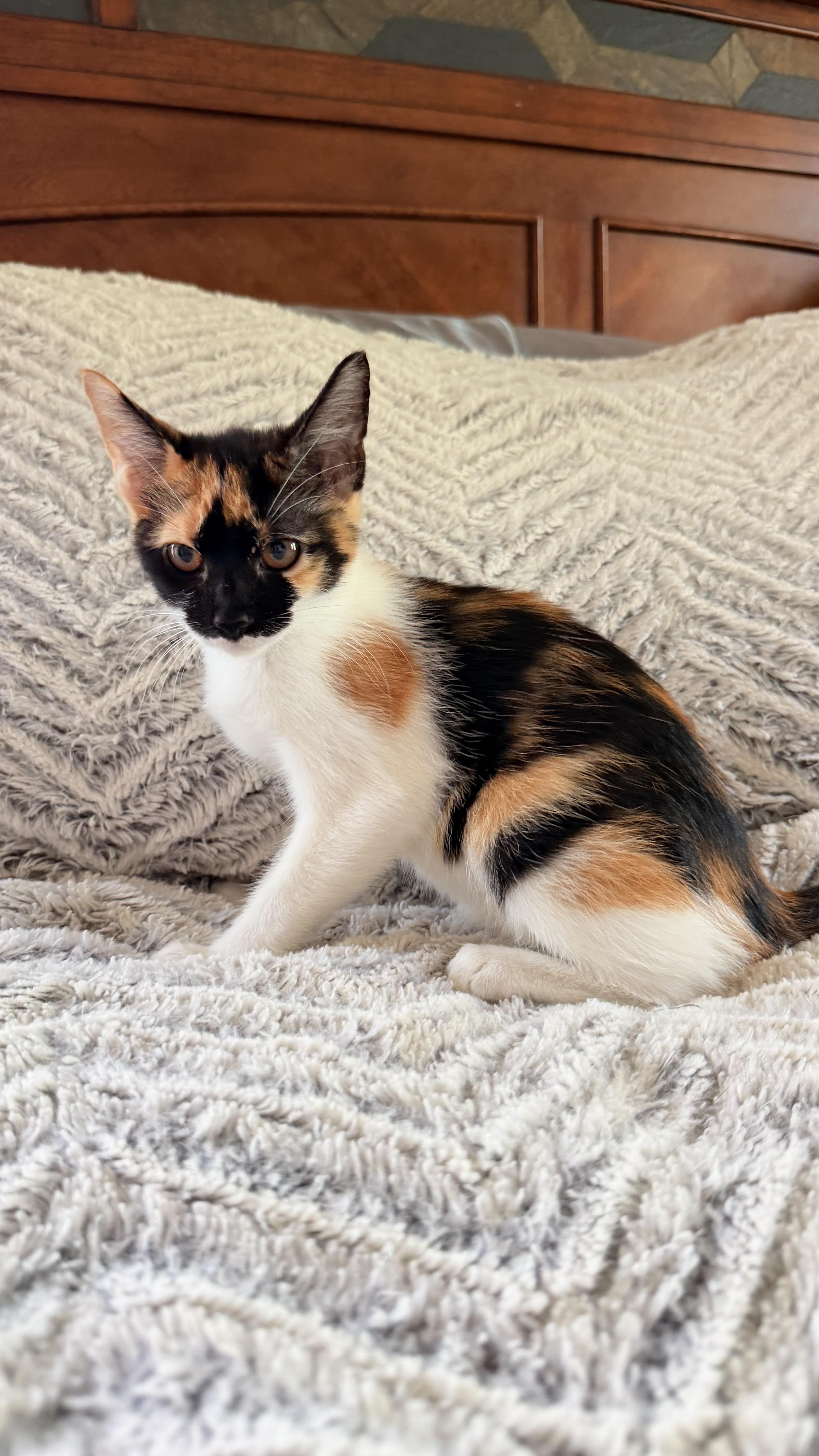 A baby medium-sized female Calico cat named Moose Tracks for adoption in Crystal Lake, IL