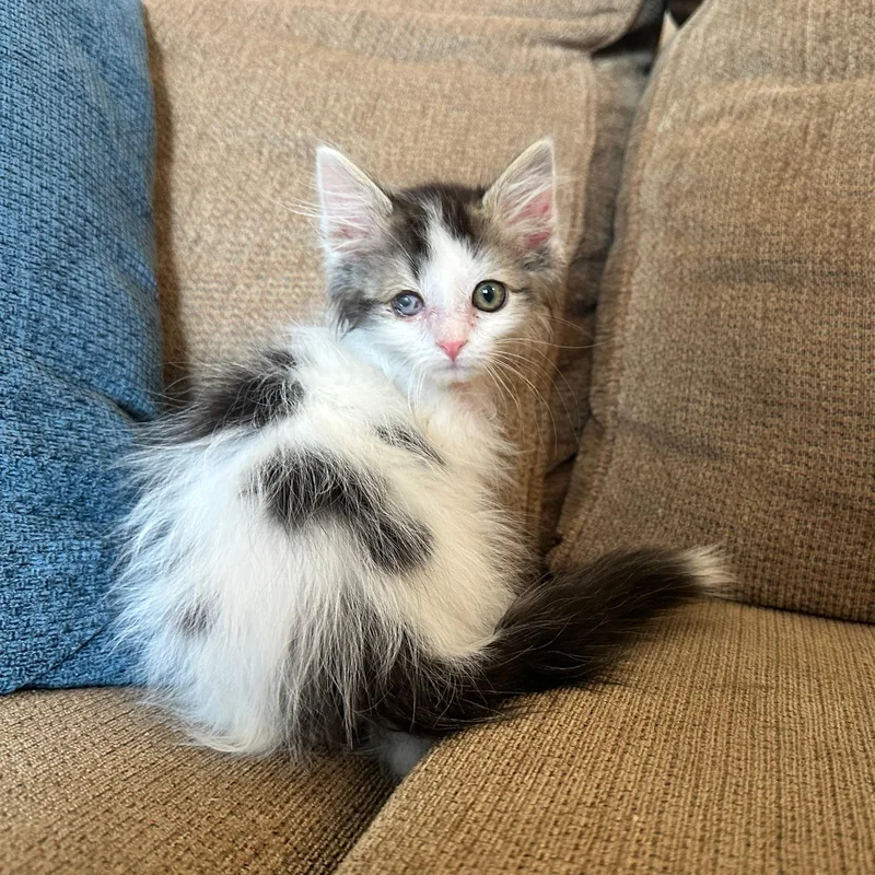 A baby small-sized female White Domestic Medium Hair cat named Boujie for adoption in Fruit Heights, UT