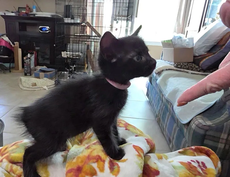 Luella thumbnail 2