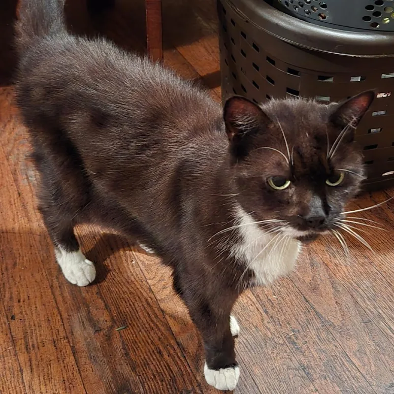 A senior medium-sized female Domestic Short Hair cat named Charlie for adoption in Providence, RI