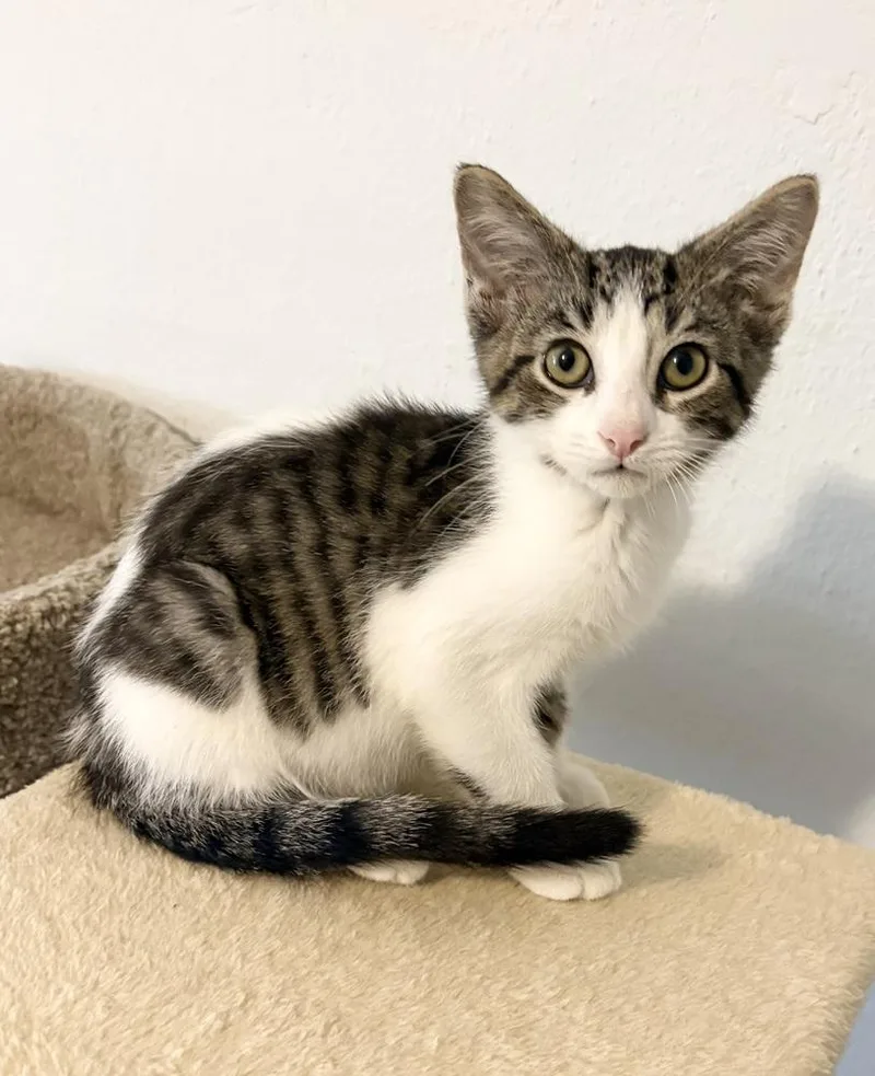 A baby small-sized male Domestic Short Hair cat named Brock for adoption in Rochester, IN