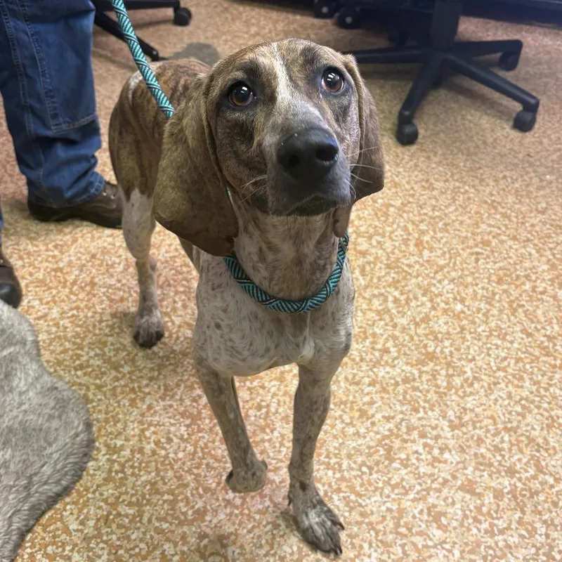 An adult medium-sized female Gray / Blue / Silver Pointer dog named Ila for adoption in Chehalis, WA