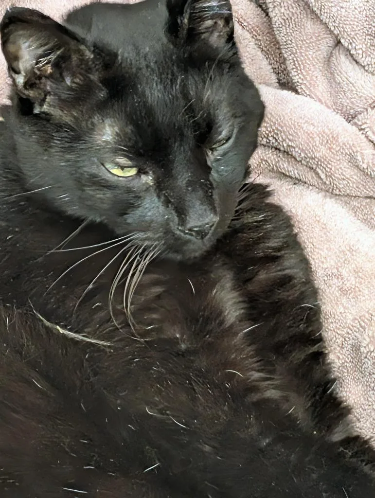 An adult large-sized male Domestic Short Hair cat named Chad for adoption in San Pedro, CA