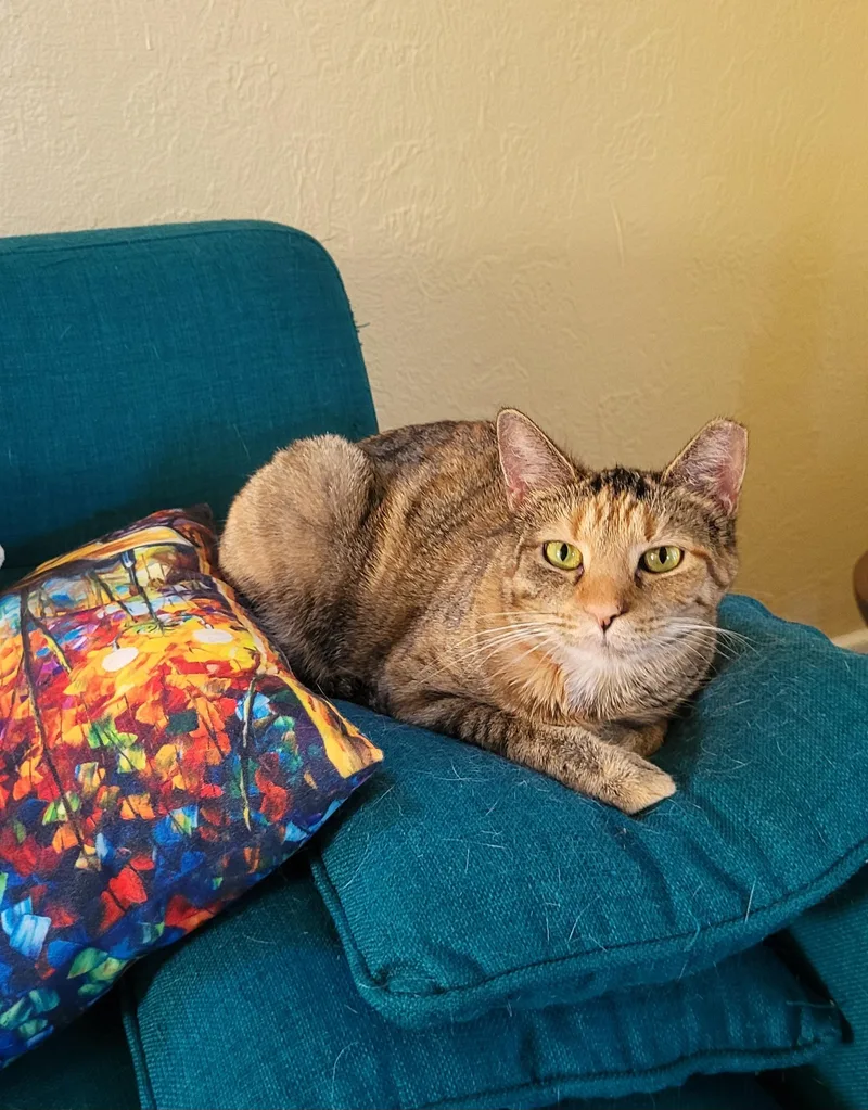 An adult medium-sized female Torbie Domestic Short Hair cat named Bits for adoption in Dayton, OH