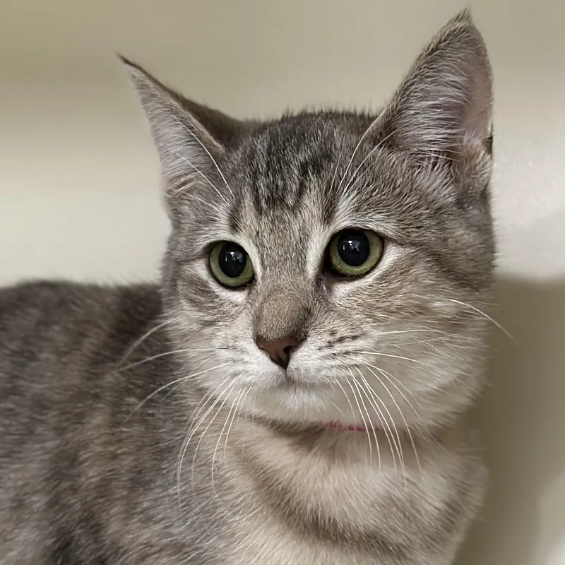 A baby medium-sized female Buff / Tan / Fawn Domestic Short Hair cat named Catalie Portman for adoption in Victor, NY