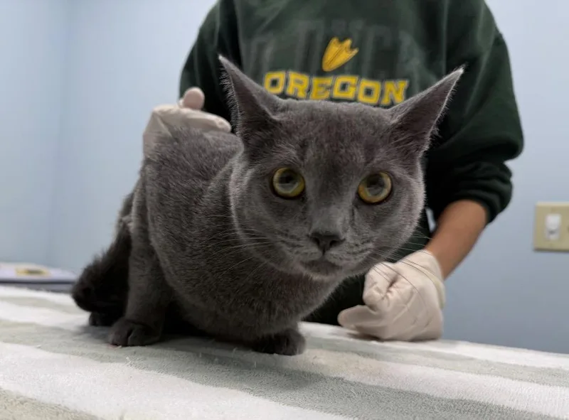A baby medium-sized male Domestic Short Hair cat named Long John Silver for adoption in Raleigh, NC