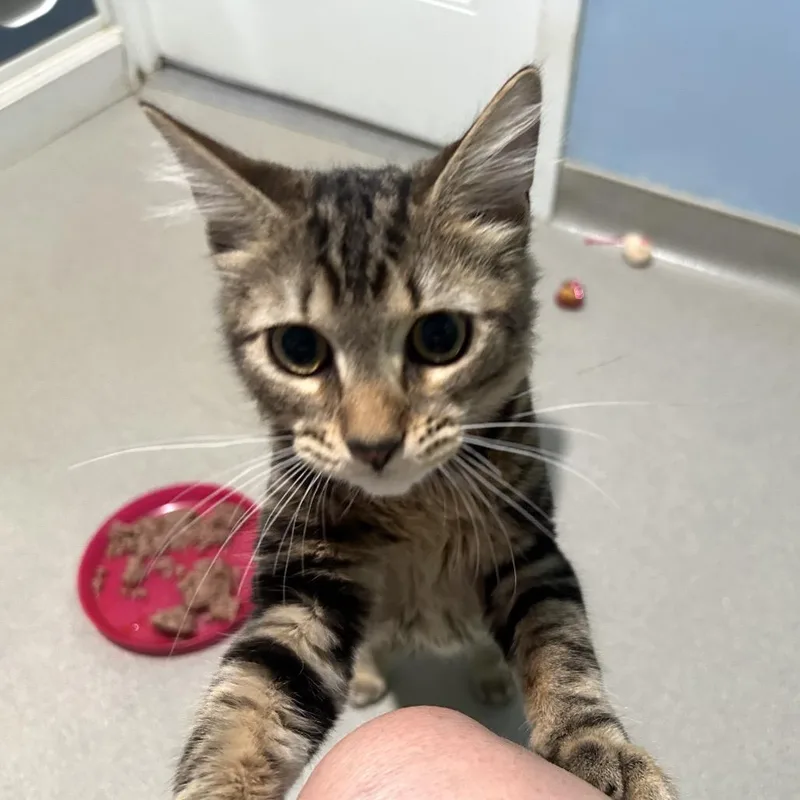 A baby medium-sized male Brown / Chocolate Domestic Short Hair cat named Pete for adoption in Oyster Bay, NY