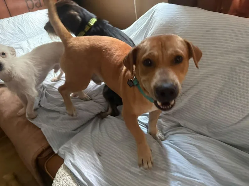 An adult medium-sized male Brown / Chocolate Mixed Breed dog named Mateo for adoption in Pleasant Valley, NY