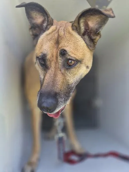 An adult large-sized female Shepherd dog named Pen C for adoption in Lawrenceville, GA