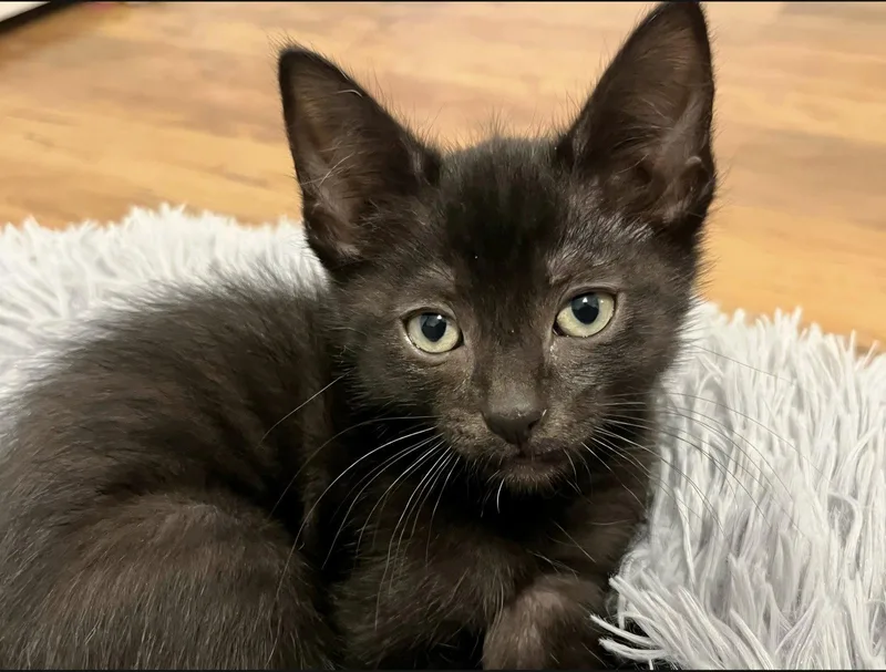 A baby medium-sized male Black Domestic Short Hair cat named Pierre for adoption in Campbell, CA