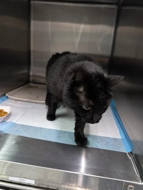 An adult small-sized female Domestic Short Hair cat named Squeek for adoption in Westminster, MD