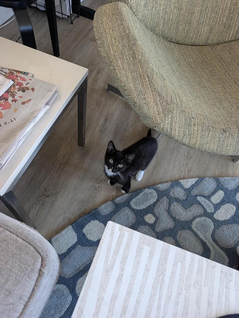 A baby small-sized male Black Domestic Short Hair cat named Amazing Grayce & Zeus for adoption in brooklyn, NY