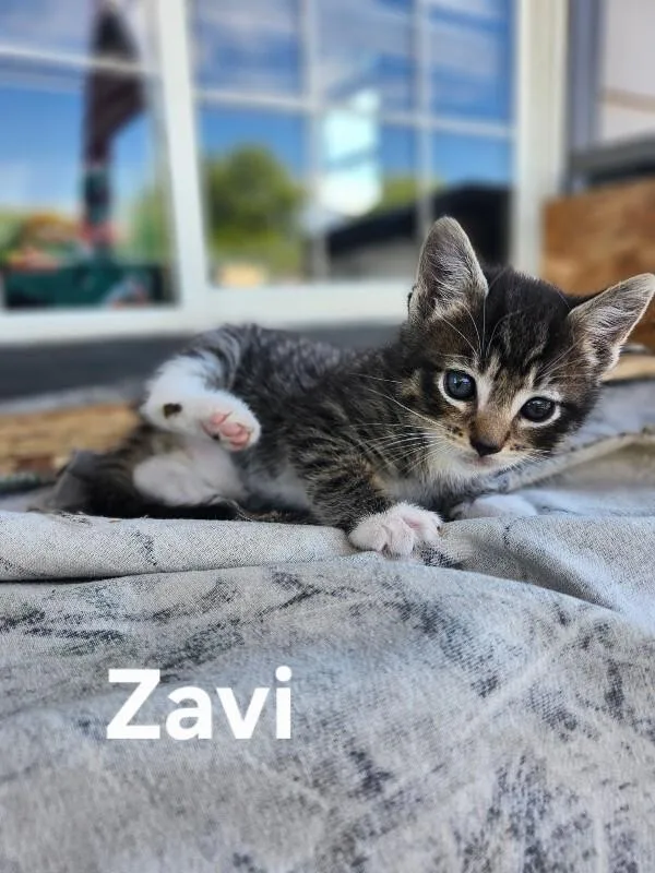 Zavi