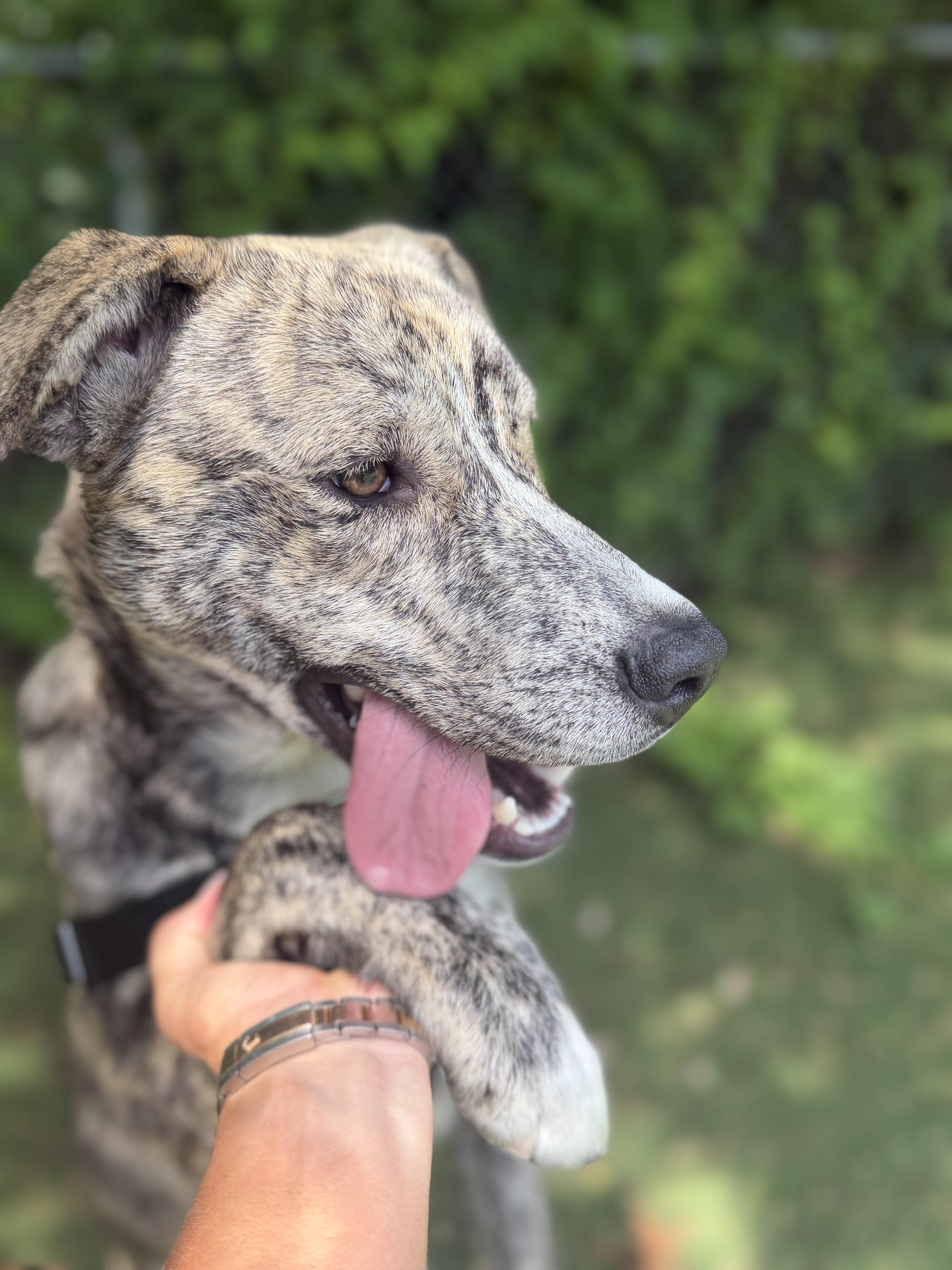 A young medium-sized male Mixed Breed dog named Matrix for adoption in Ocean View, NJ