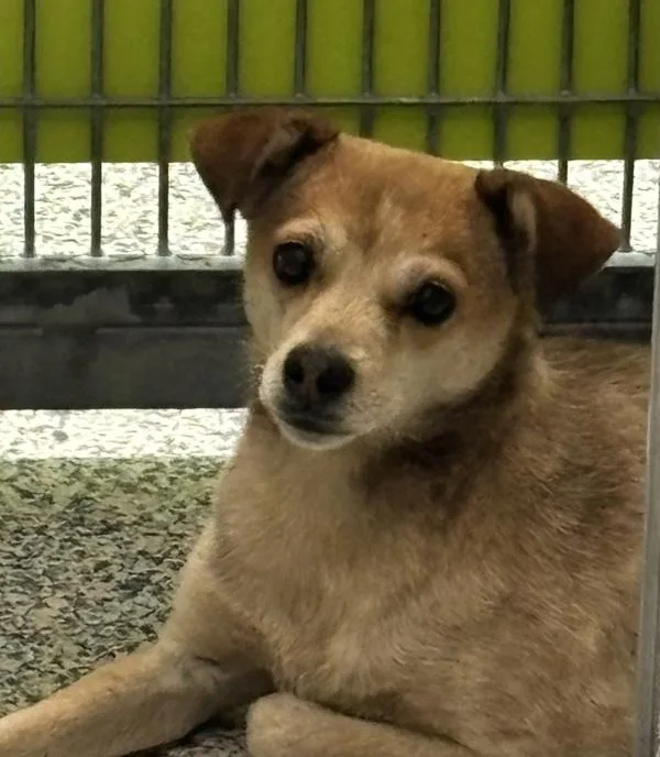 An adult small-sized female Chihuahua dog named Maisy for adoption in Golden, CO