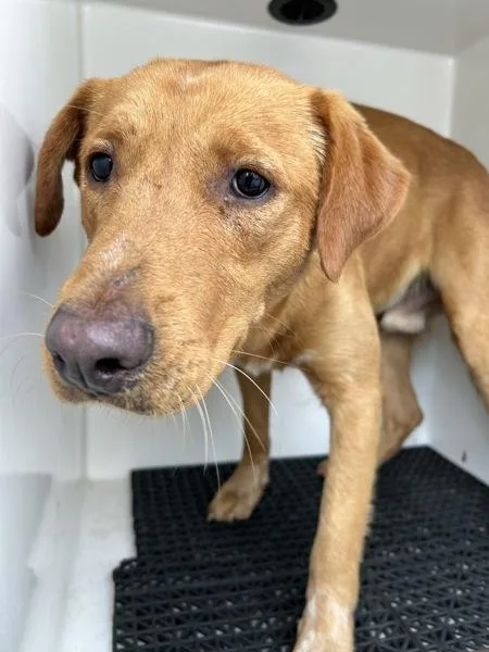 A young large-sized male Labrador Retriever dog named Brian for adoption in Mobile, AL