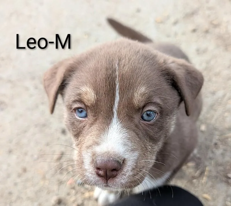 Leo
