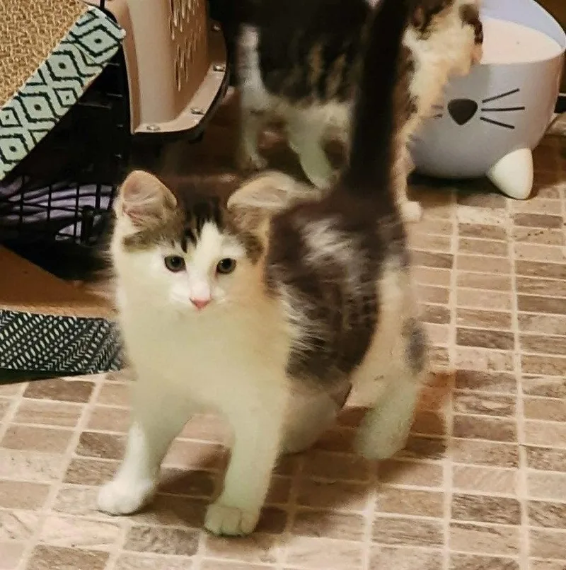 A baby medium-sized female Domestic Short Hair cat named Wilma for adoption in Candler, NC