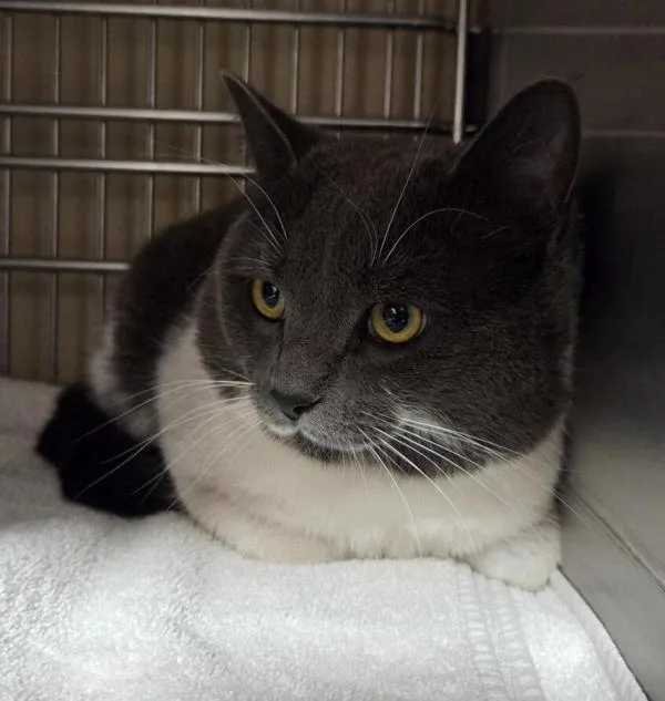 An adult medium-sized male Domestic Short Hair cat named Nimbus Bolimbus for adoption in Vancouver, WA
