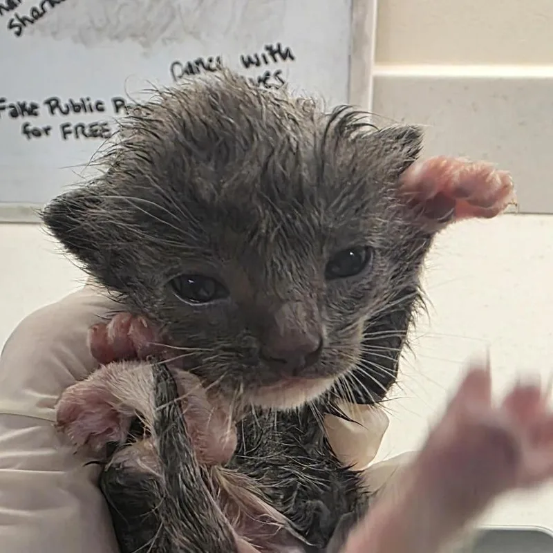 A baby small-sized female Gray / Blue / Silver Domestic Short Hair cat named Cork for adoption in Jacksonville, FL