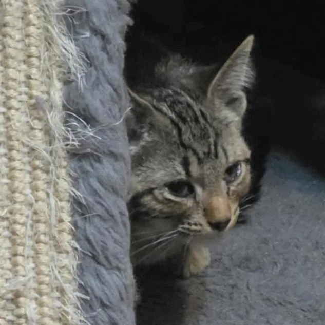 A baby small-sized female Brown / Chocolate Domestic Short Hair cat named Adare C for adoption in Princeton, MN