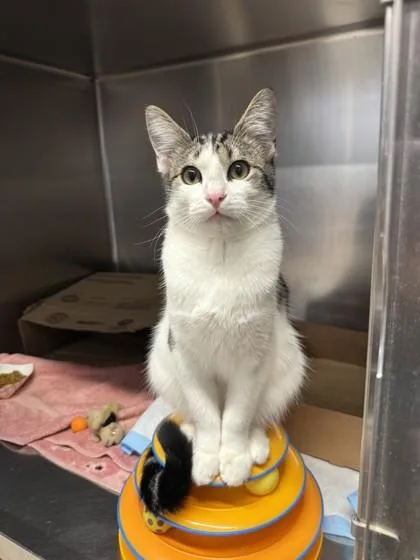 An adult small-sized male Domestic Short Hair cat named Peter Purrker for adoption in Roseville, CA