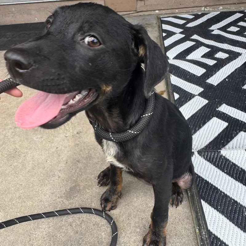 A baby small-sized female Black Mixed Breed dog named StrayHeardStreet for adoption in Columbus, GA