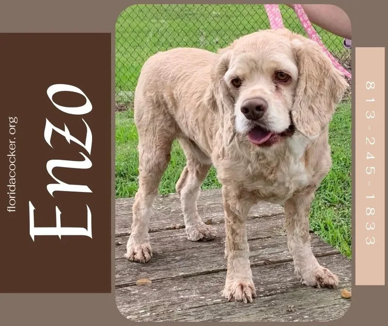 An adult medium-sized male Cocker Spaniel dog named Enzo for adoption in Land O Lakes, FL