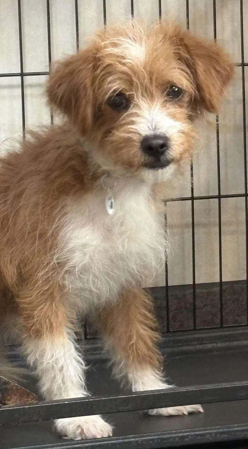 A young small-sized male Apricot / Beige Cairn Terrier dog named Springer for adoption in Phoenix, AZ