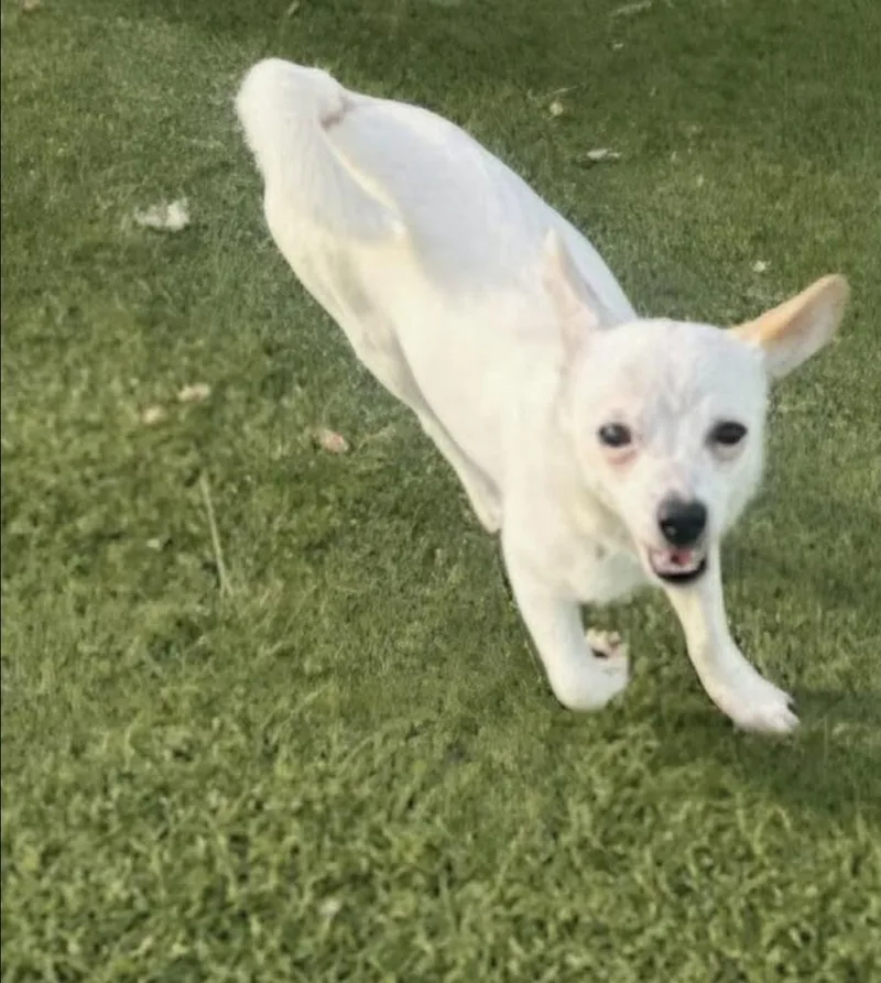 An adult small-sized female Tricolor (Brown, Black, & White) Chihuahua dog named Stella for adoption in Wolcott, CT