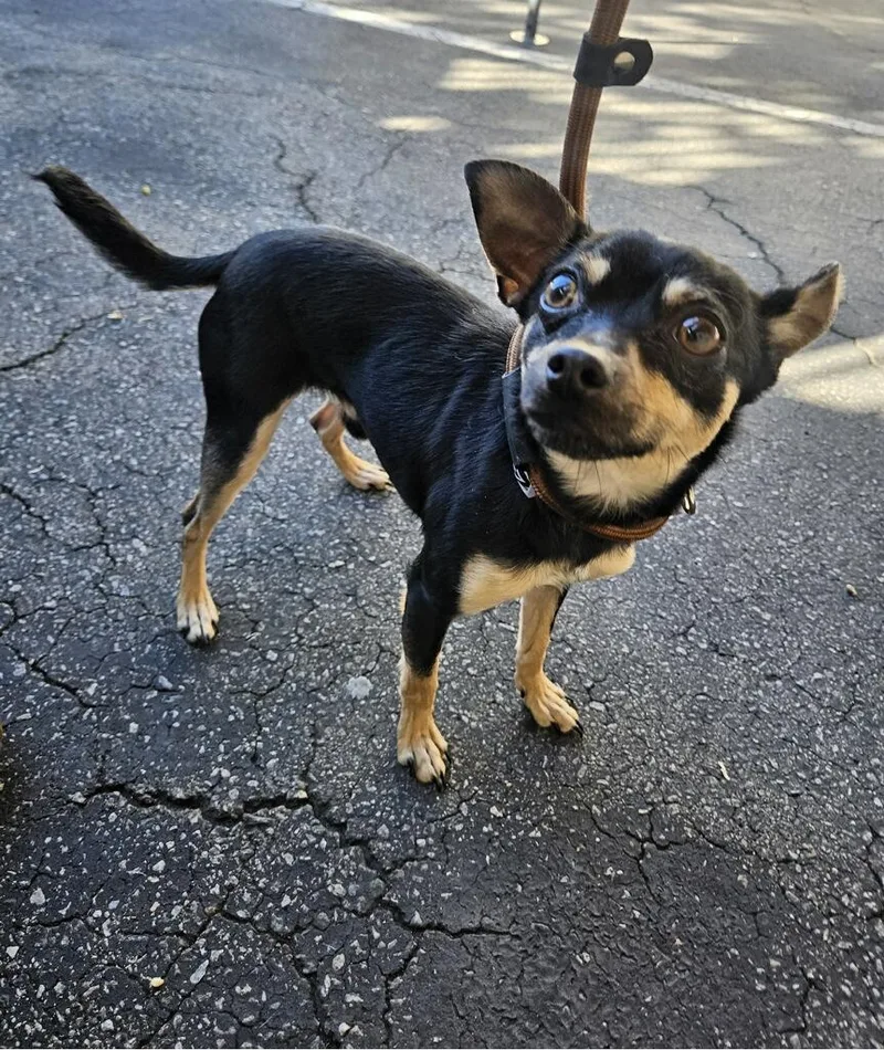 Poquito!! Min Pin Chi thumbnail 2