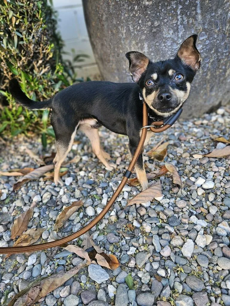 Poquito!! Min Pin Chi thumbnail 3