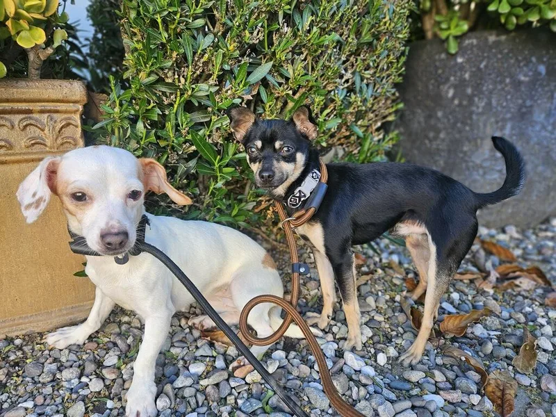 Poquito!! Min Pin Chi thumbnail 4