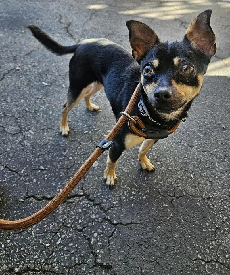 Poquito!! Min Pin Chi