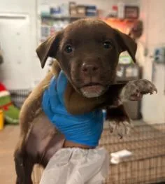 A baby medium-sized male Mixed Breed dog named Chase for adoption in West Chester, PA