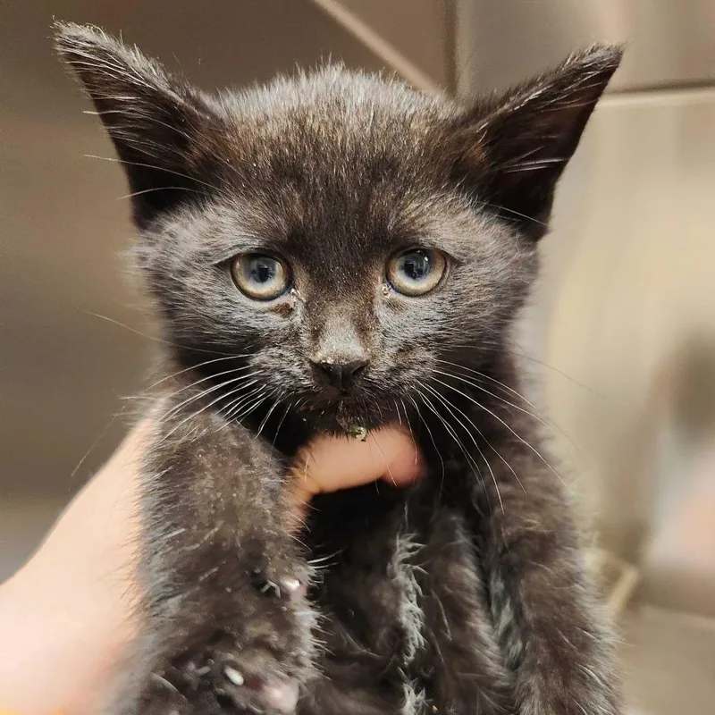 A baby small-sized male Black Domestic Medium Hair cat named Clover for adoption in Asheville, NC