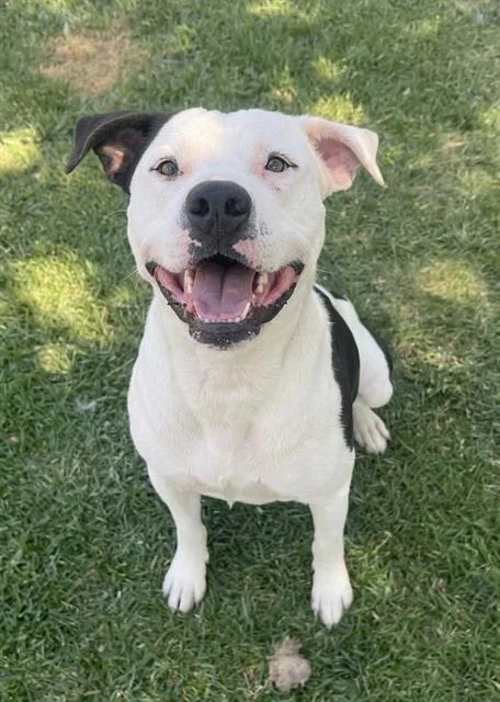 A young medium-sized male Pit Bull Terrier dog named Bullseye for adoption in Riverside, CA