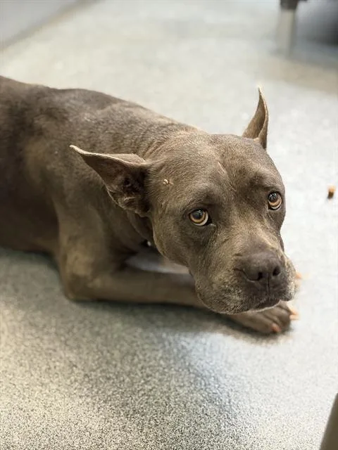 An adult medium-sized female Mixed Breed dog named Star for adoption in Dallas, TX