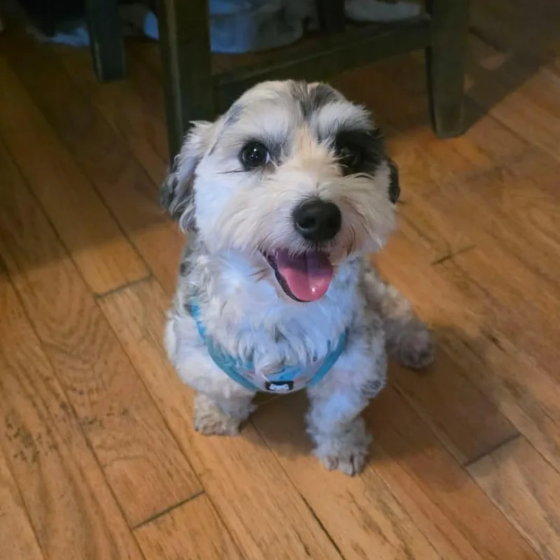 A young small-sized male White / Cream Miniature Schnauzer dog named Clam for adoption in Beulaville, NC