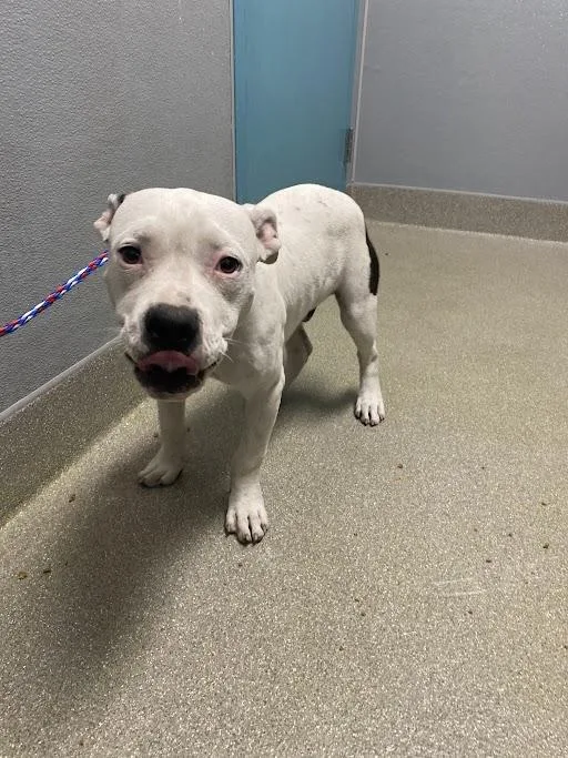 A young medium-sized male Staffordshire Bull Terrier dog named King for adoption in Las Vegas, NV