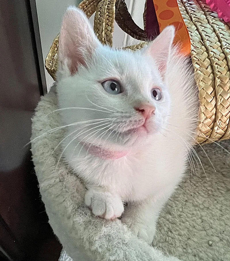 A baby medium-sized female White Domestic Short Hair cat named Venusflora for adoption in Rocky Hill, CT