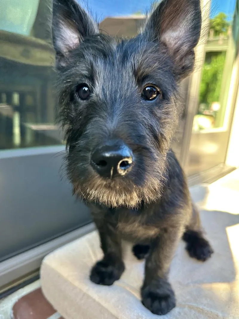 A baby medium-sized female Black Terrier dog named Lena for adoption in Redwood City, CA