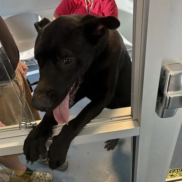 A young large-sized male Black Shepherd dog named Meatball for adoption in Greensboro, NC
