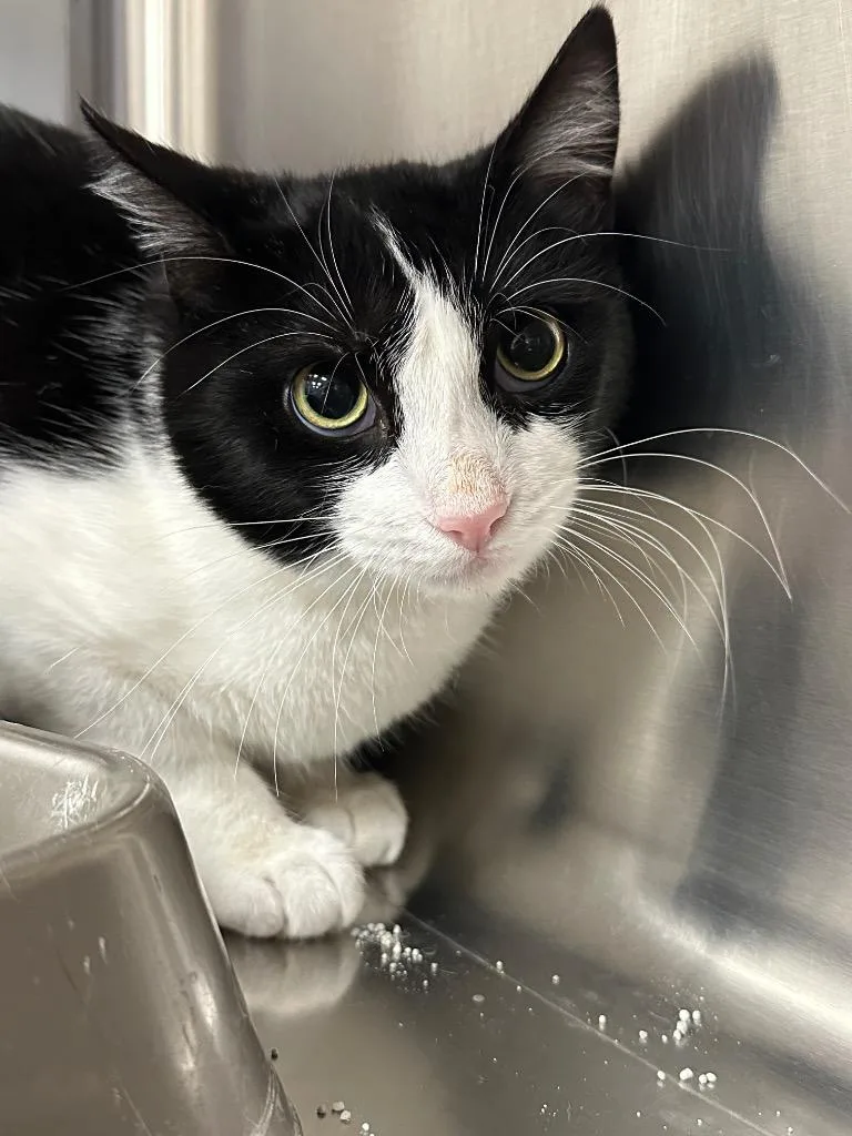 A young medium-sized male Domestic Short Hair cat named Rorsh for adoption in Jonesboro, AR