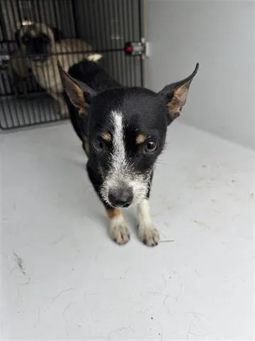 A young small-sized female Chihuahua dog named A for adoption in Houston, TX